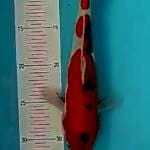 Showa.male 30.cm