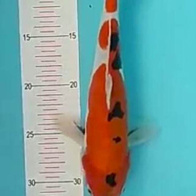 Showa.male.30cm