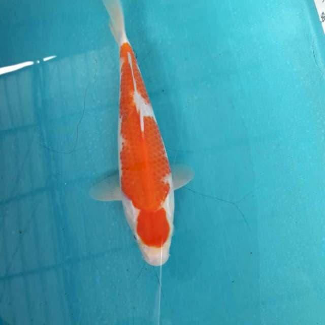 Kohaku 