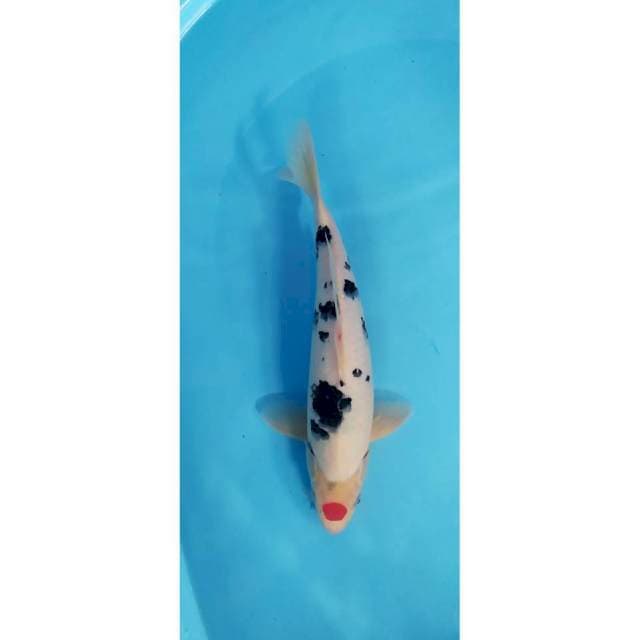 tancho sanke minimalis 38 cm