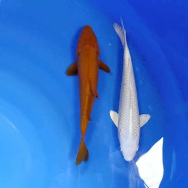 Paket 27cm platinum & chagoi