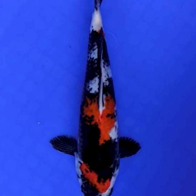 Showa 25 cm