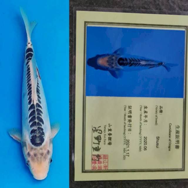 Shusui Yamaju HQ 25bu 🤩😍🤩