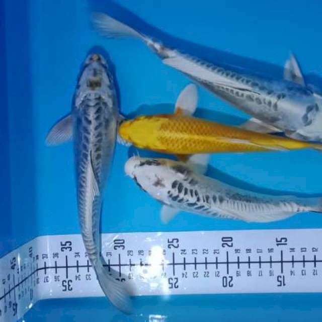 Mix mukasi, ogon 20 - 25cm