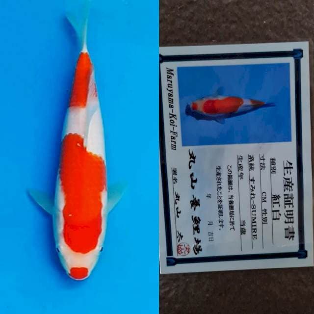 Kohaku Maruyama HQ 25bu 🤩😍🤩
