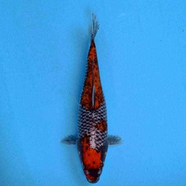 Beni Matsukawabake 22 cm