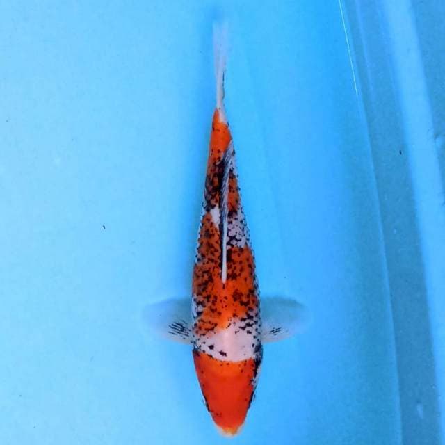 Beni Matsukawabake 20 cm