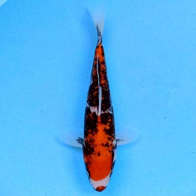 Beni Matsukawabake 20 cm