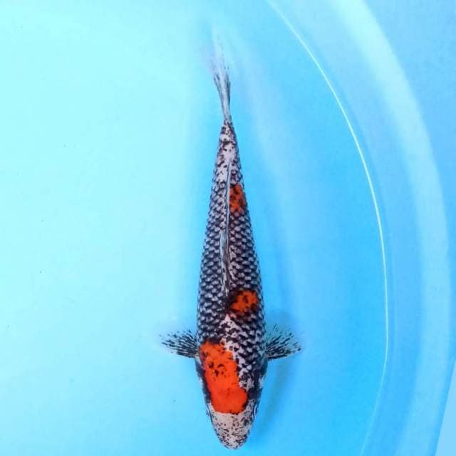 Beni Matsukawabake 20 cm