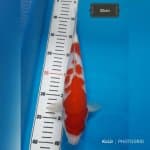 Kohaku 