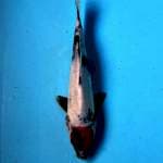 Tancho showa red blood original 25 cm 