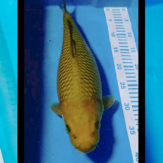 Cagoi rasa impor 41cm terpedo