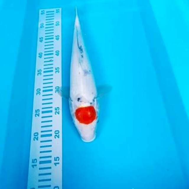 Tc sanke 38cm 