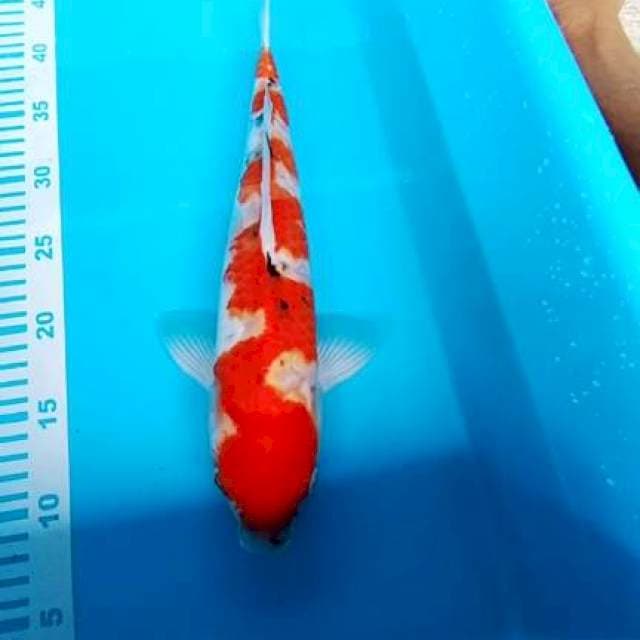 Sanke Inazuma 37cm