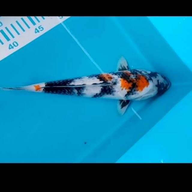Showa 28cm