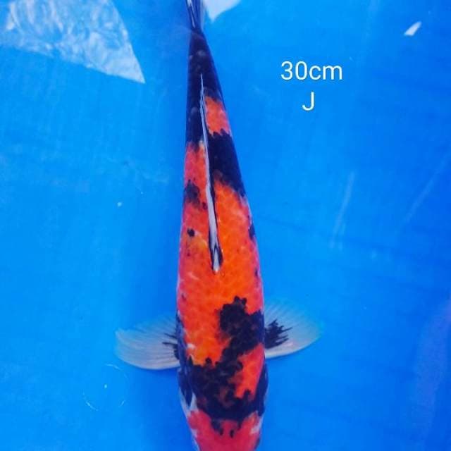 Male hiso