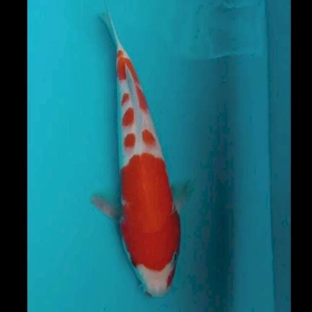 KOHAKu ๐ฎ๐ฉ 26cm
