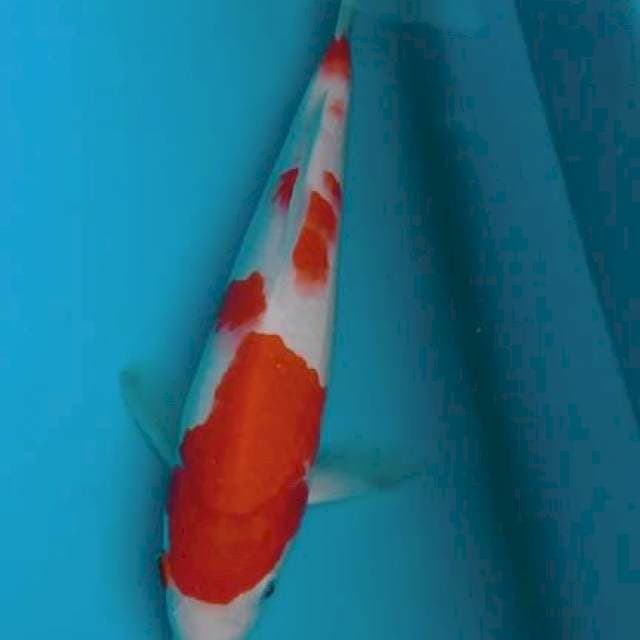 KOHAKu 29cm