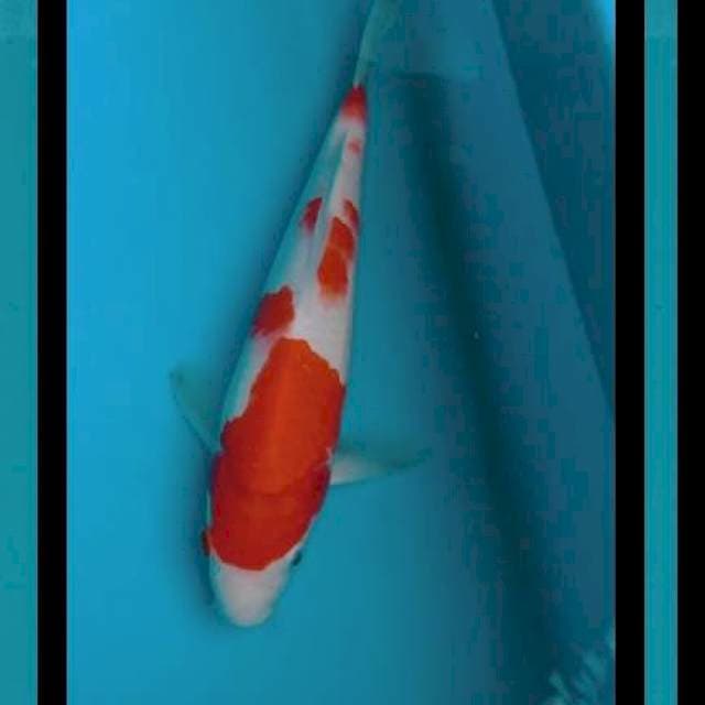 KOHAKu 29cm