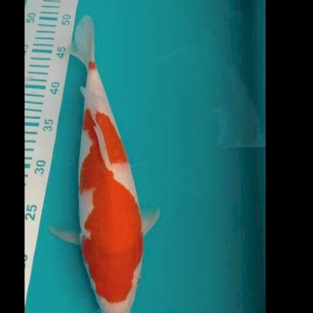 KOHAKu 34cm