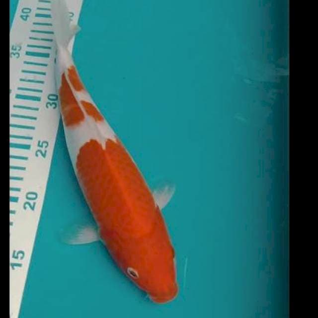 KOHAKu 32cm