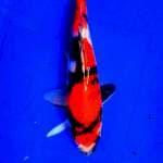 Showa SQ 20cm