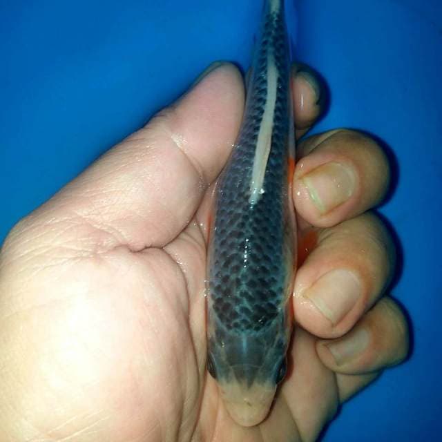 15cm jaring..warna samping..body ok