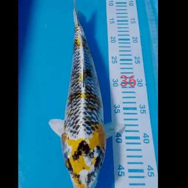Kojaku 36cm