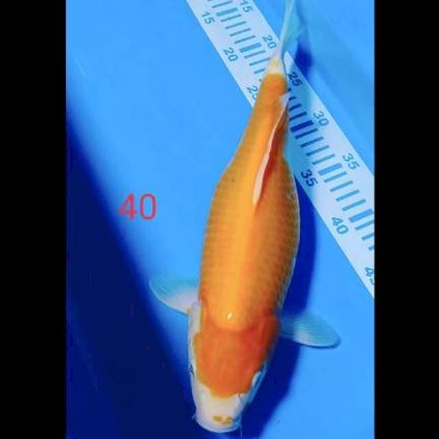 KOHAKu hamil 40cm