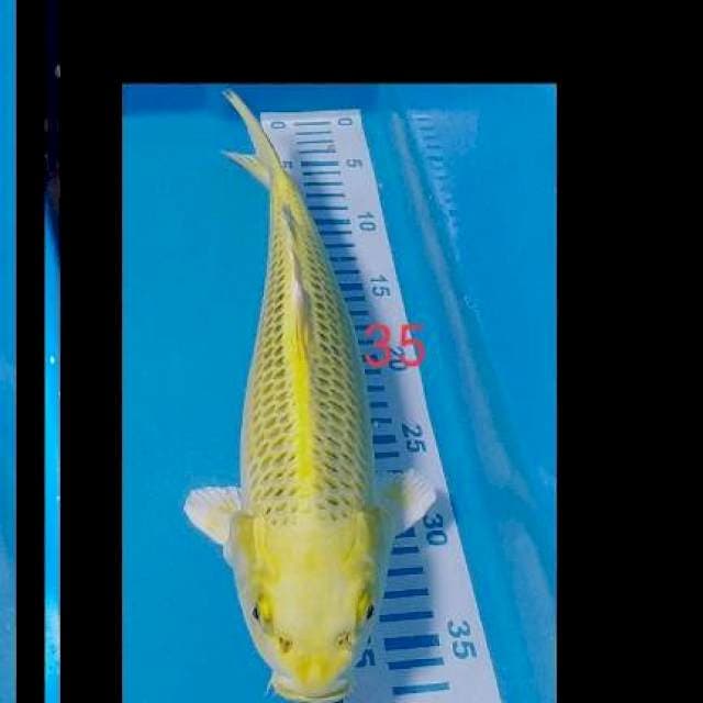 MATsuba male 35cm