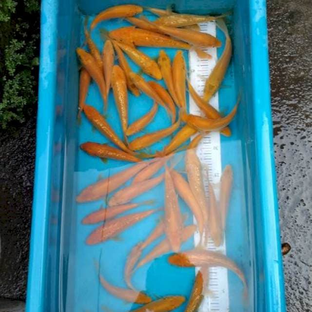 Karashi mix mata merah 40 ekor