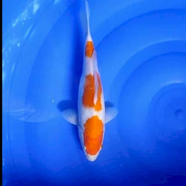 Kohaku
