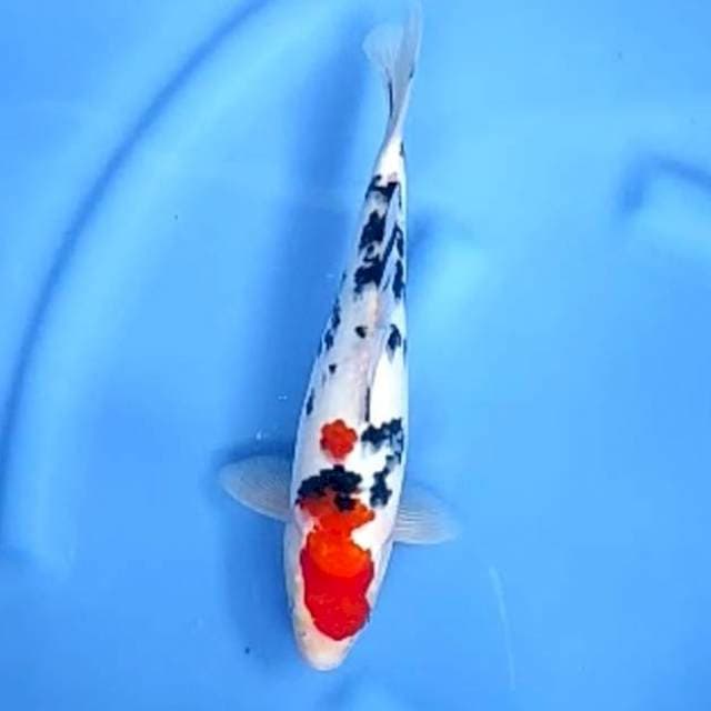SANKE TSUBOSUMI # 29CM