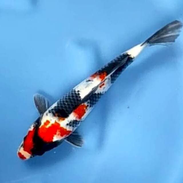SHOWA SHANSOKU # 27CM
