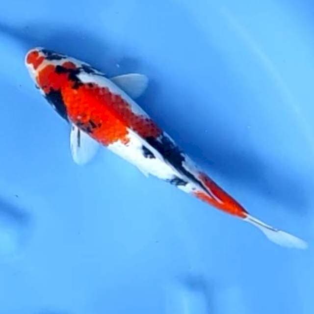 KINDAI SHOWA # 28CM