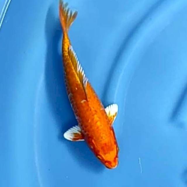 ORENJI ARAGOKE # 32CM