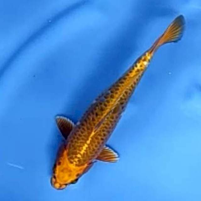 MUKASHI # 29CM