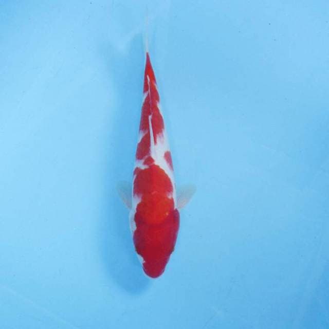 Kohaku