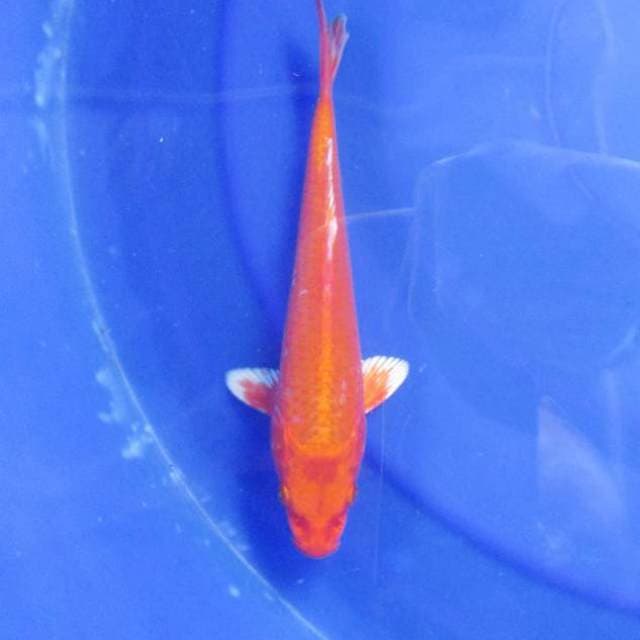 Orenji