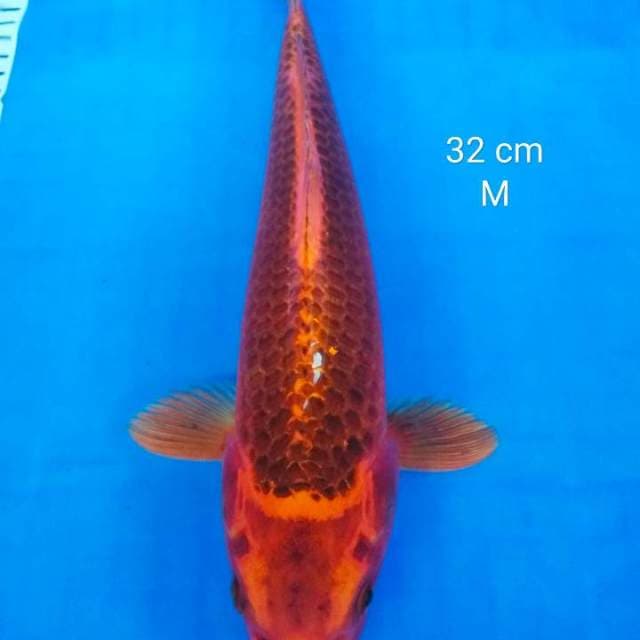 Aka matsuba jantan