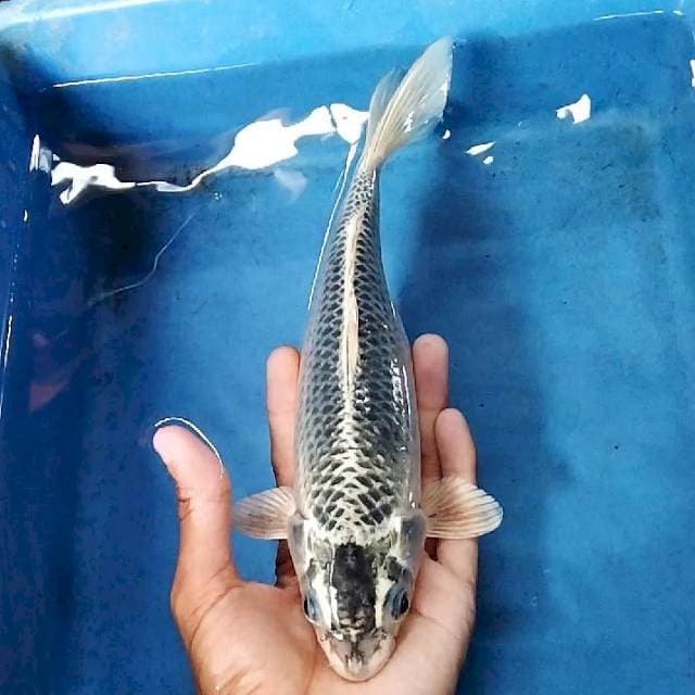 Gin matsuba 25cm