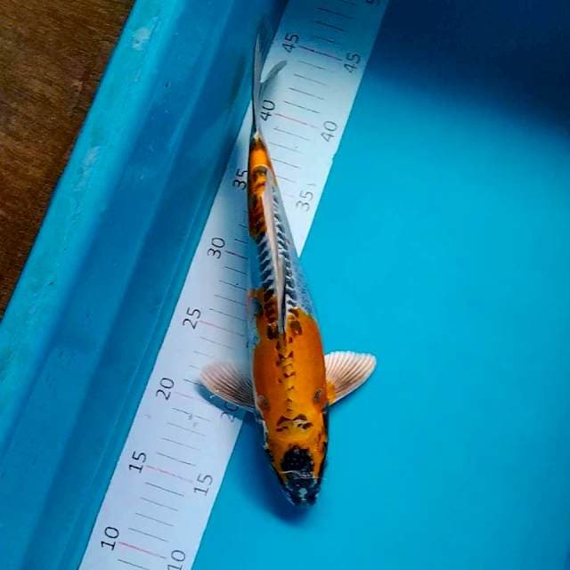 Kin kiko 30cm male