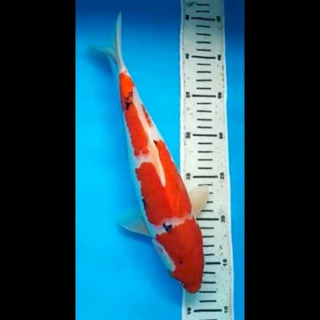 SANKE PUNUK 33 Cm, JANTAN