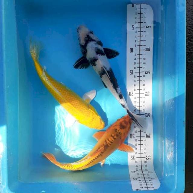 Mix 27,28cm
