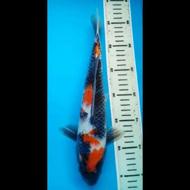 SHOWA 34 Cm, JANTAN