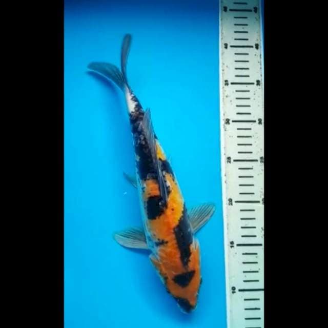 KIN SHOWA DOITSU ARAGOKE 33 Cm
