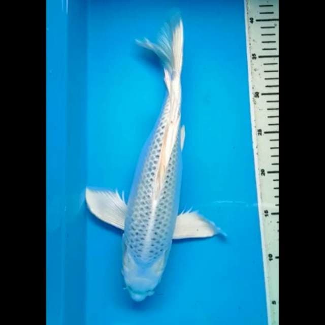 GIN MATSUBA KUMPAY PUNUK 35 Cm