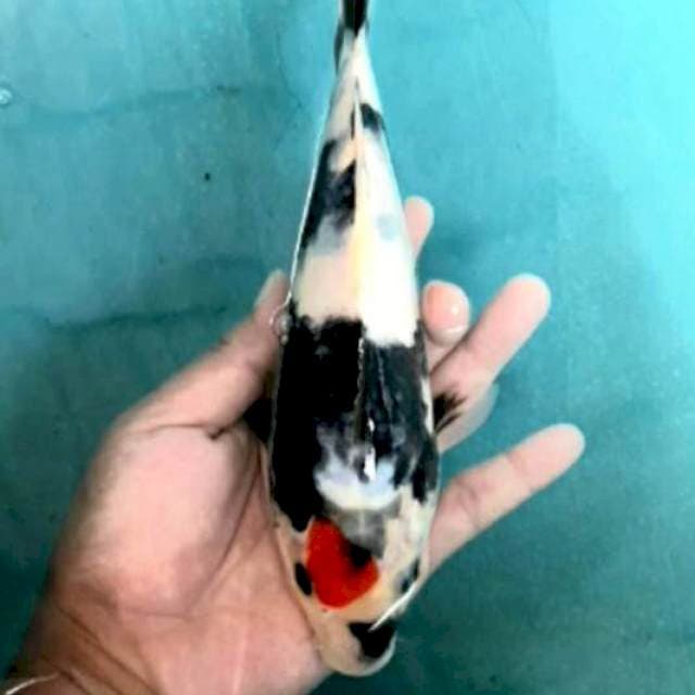 Tanco showa beni strong sumi pekat