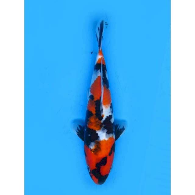 Showa Skin Bagus - 29cm