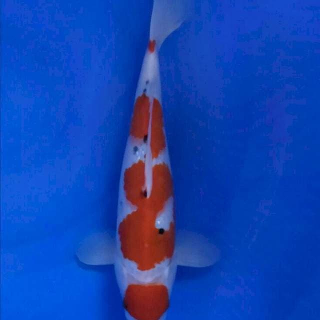 Sanke male 27.Cm